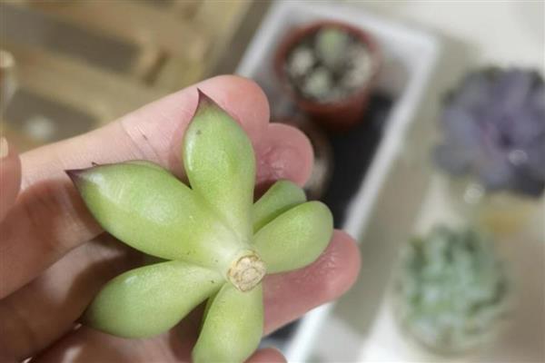 多肉植物扦插后不生根如何解决，以下5种方式可以酌情采纳