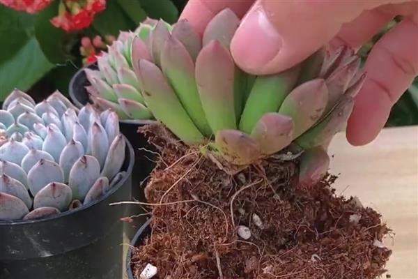 多肉植物扦插后不生根如何解决，以下5种方式可以酌情采纳
