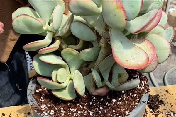 多肉植物扦插后不生根如何解决，以下5种方式可以酌情采纳