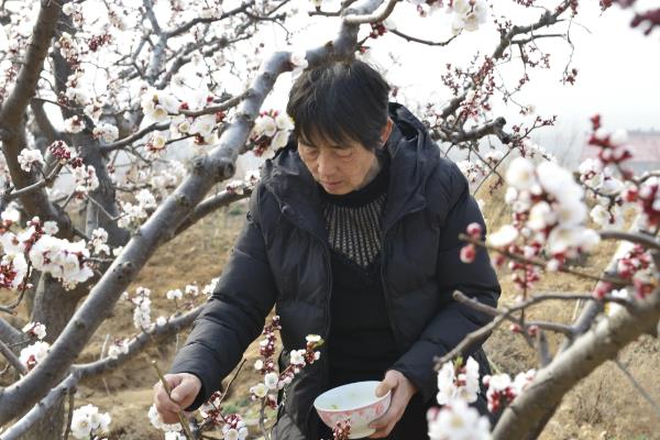 杏树5年了为什么还不结果，可能是施肥过少所致