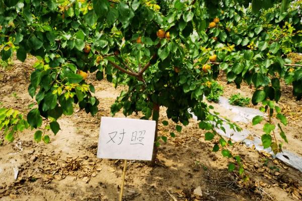 杏树5年了为什么还不结果，可能是施肥过少所致