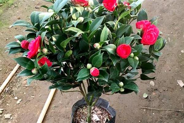 山茶花掉叶的原因，大多是浇水过量、通风不佳等因素所致