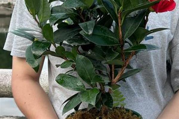 山茶花掉叶的原因，大多是浇水过量、通风不佳等因素所致