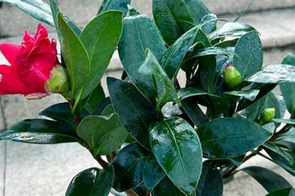 山茶花掉叶的原因，大多是浇水过量、通风不佳等因素所致