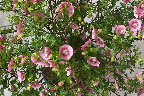 室内木槿花怎么养护，将其放置在室内的散光处