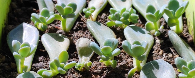 多肉植物扦插后不生根如何解决，以下5种方式可以酌情采纳