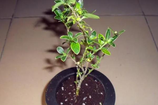 六月雪的养殖方法，适宜生长在湿润的环境中