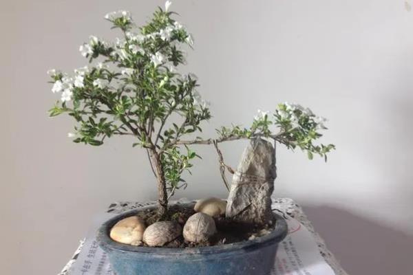 六月雪的养殖方法，适宜生长在湿润的环境中