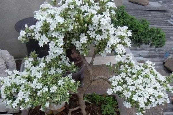六月雪的养殖方法，适宜生长在湿润的环境中