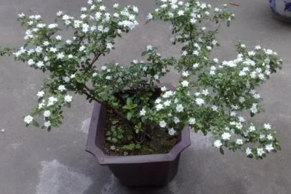 六月雪的养殖方法，适宜生长在湿润的环境中
