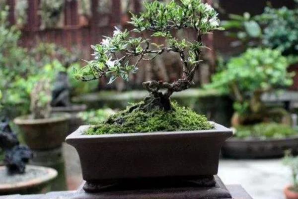六月雪的养殖方法，适宜生长在湿润的环境中