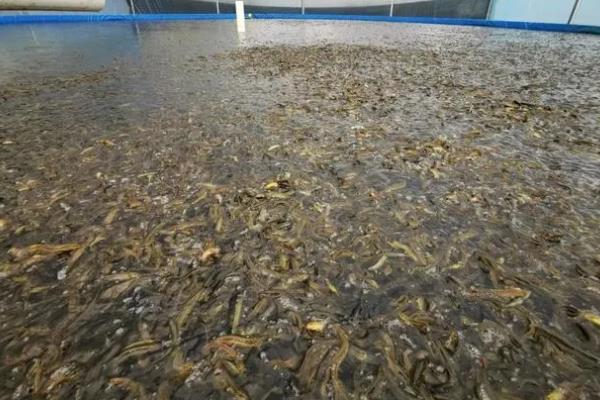 怎么在大棚里养泥鳅，前期的日投喂量占体重的2%