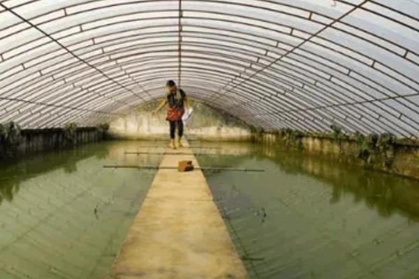 怎么在大棚里养泥鳅，前期的日投喂量占体重的2%