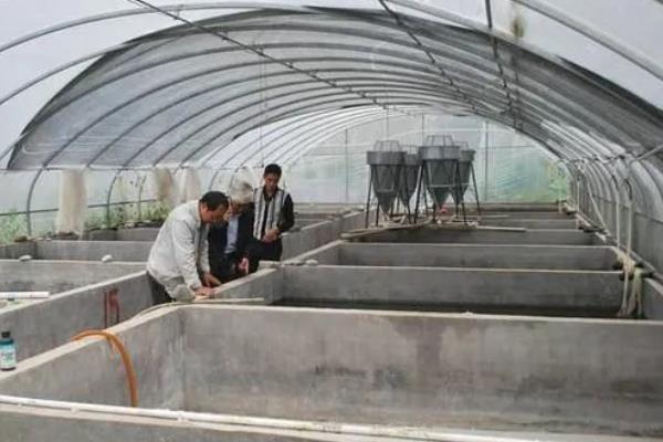 怎么在大棚里养泥鳅，前期的日投喂量占体重的2%