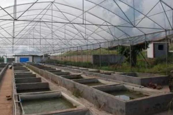 怎么在大棚里养泥鳅，前期的日投喂量占体重的2%