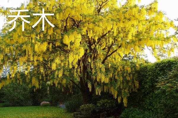 乔木和灌木的区别，树形、株高、习性均不同