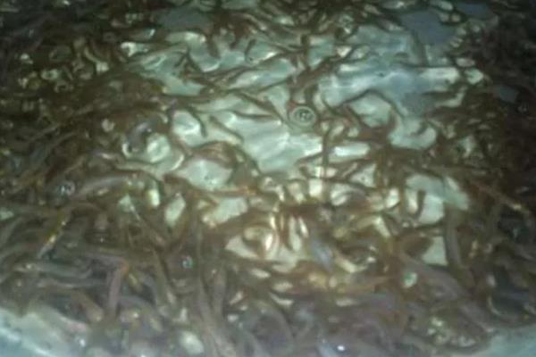 怎么在大棚里养泥鳅，前期的日投喂量占体重的2%