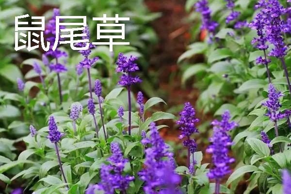 乔木和灌木的区别，树形、株高、习性均不同