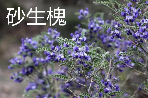 乔木和灌木的区别，树形、株高、习性均不同