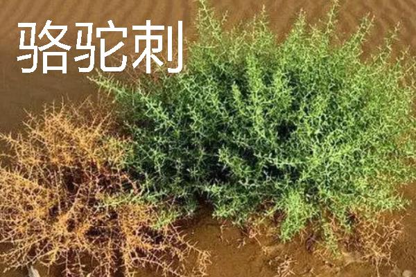 乔木和灌木的区别，树形、株高、习性均不同