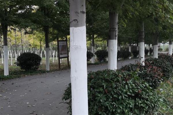 树干涂白的过程，在落叶后和初春时节进行
