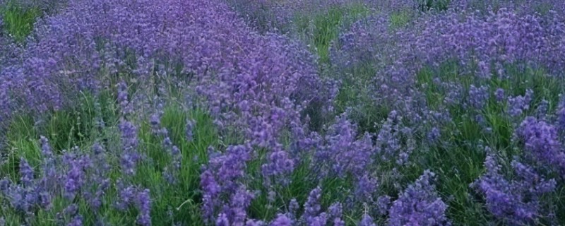 薰衣草的产地，原产于地中海沿岸等地方