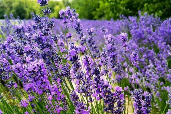 薰衣草的产地，原产于地中海沿岸等地方