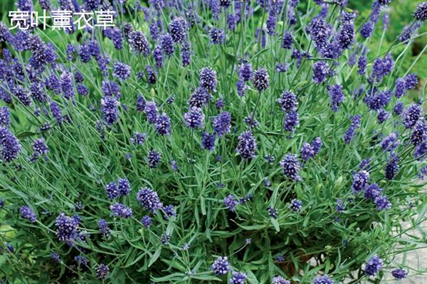 薰衣草的产地，原产于地中海沿岸等地方