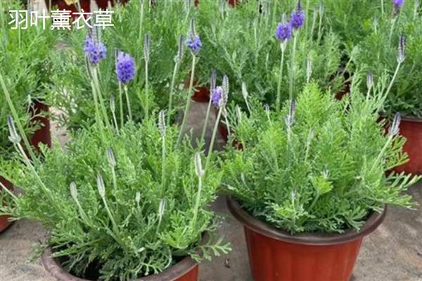 薰衣草的产地，原产于地中海沿岸等地方