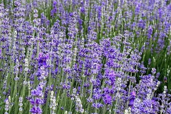 薰衣草的产地，原产于地中海沿岸等地方