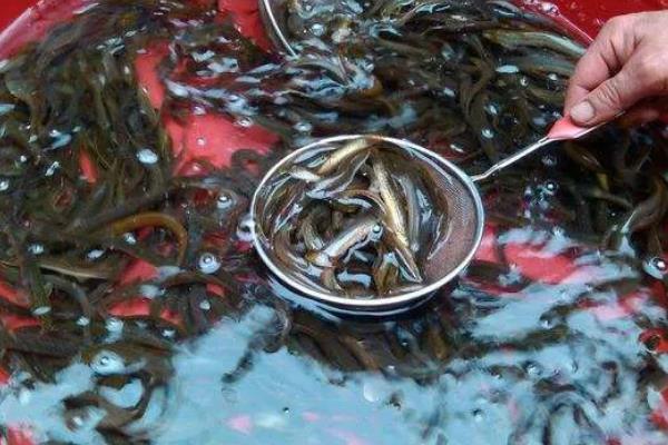 怎么在大棚里养泥鳅，前期的日投喂量占体重的2%