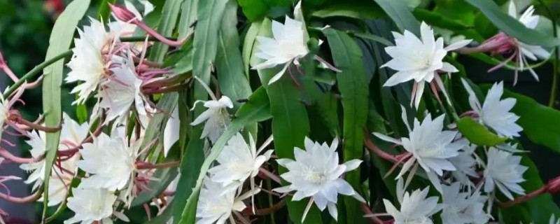 昙花花苞枯萎怎么防治，遮挡强光可避免花苞被灼伤