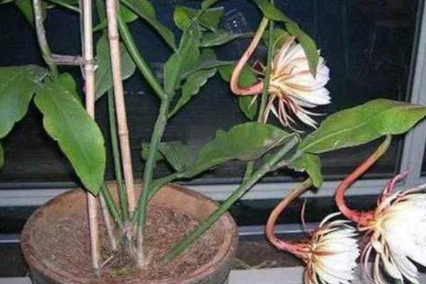 昙花花苞枯萎怎么防治，遮挡强光可避免花苞被灼伤