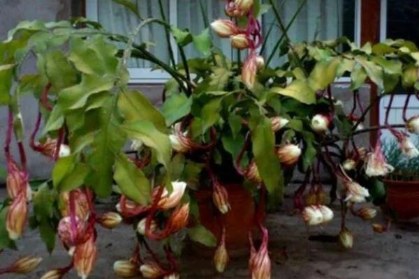 昙花花苞枯萎怎么防治，遮挡强光可避免花苞被灼伤
