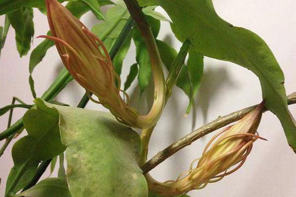 昙花花苞枯萎怎么防治，遮挡强光可避免花苞被灼伤