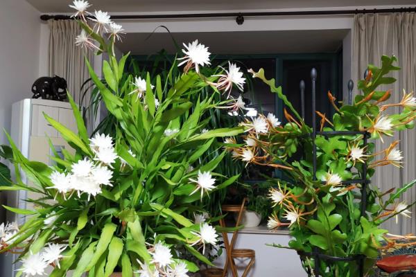昙花花苞枯萎怎么防治，遮挡强光可避免花苞被灼伤