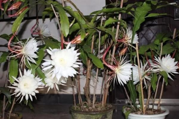 昙花花苞枯萎怎么防治，遮挡强光可避免花苞被灼伤