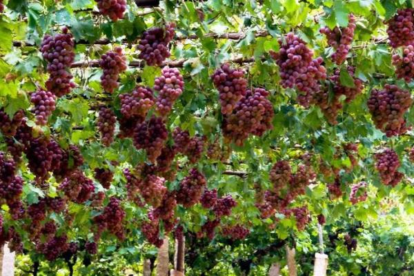 我国什么时候开始种植葡萄，据史料记载早在西汉时期便有栽培