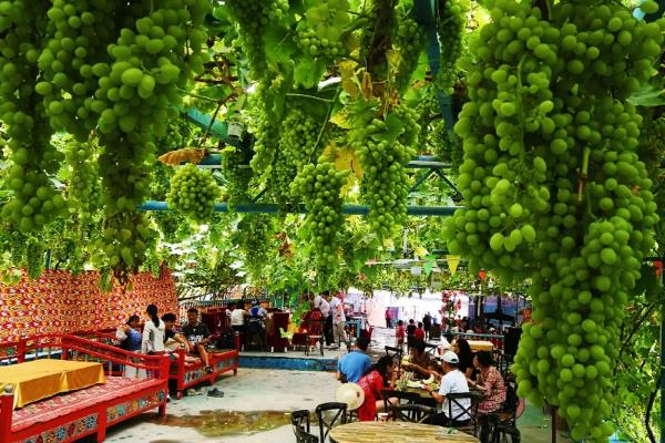 我国什么时候开始种植葡萄，据史料记载早在西汉时期便有栽培