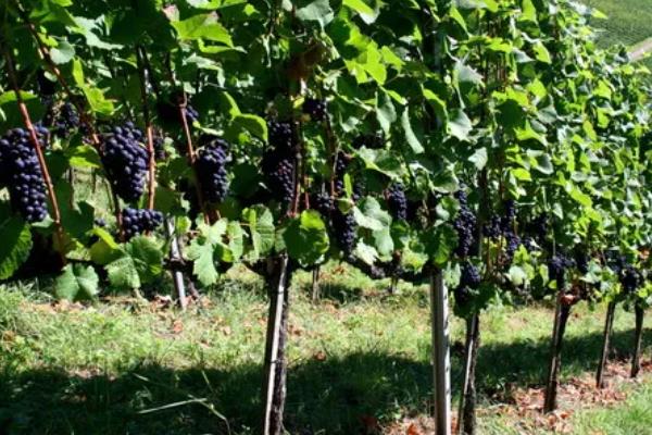 我国什么时候开始种植葡萄，据史料记载早在西汉时期便有栽培