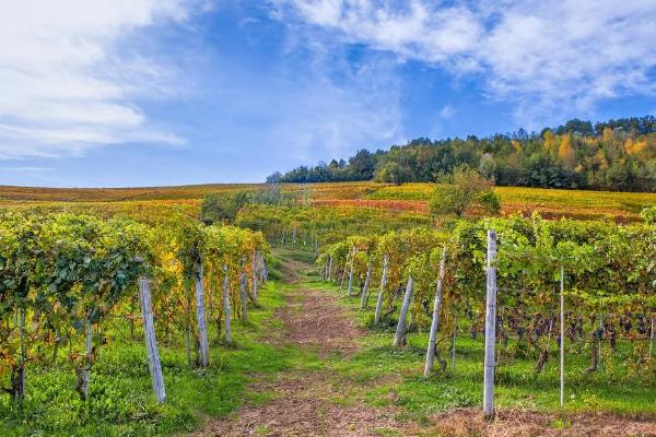 我国什么时候开始种植葡萄，据史料记载早在西汉时期便有栽培