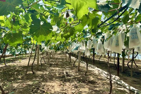 我国什么时候开始种植葡萄，据史料记载早在西汉时期便有栽培