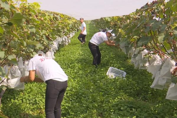 我国什么时候开始种植葡萄，据史料记载早在西汉时期便有栽培
