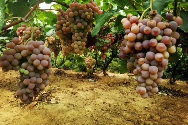 我国什么时候开始种植葡萄，据史料记载早在西汉时期便有栽培