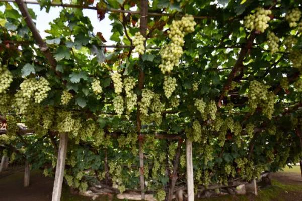 我国什么时候开始种植葡萄，据史料记载早在西汉时期便有栽培