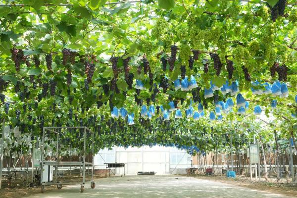 我国什么时候开始种植葡萄，据史料记载早在西汉时期便有栽培