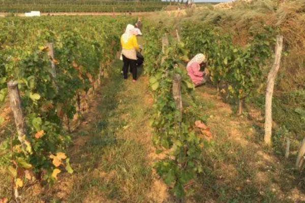 我国什么时候开始种植葡萄，据史料记载早在西汉时期便有栽培