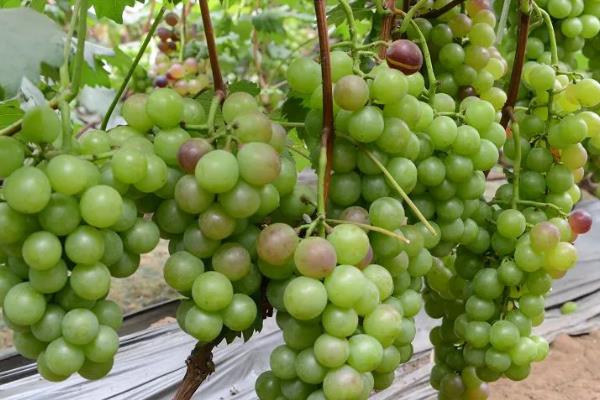 我国什么时候开始种植葡萄，据史料记载早在西汉时期便有栽培