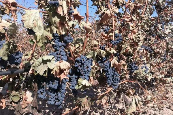 我国什么时候开始种植葡萄，据史料记载早在西汉时期便有栽培