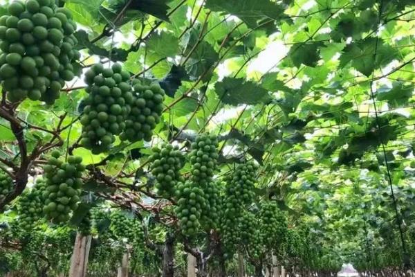 我国什么时候开始种植葡萄，据史料记载早在西汉时期便有栽培